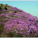 제58차 토요산행(4월16일) - 마산 천주산(639m) 진달래 산행 이미지