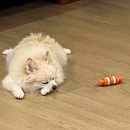 뚱땅뚱땅 이미지