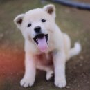 멍멍이가 있는 집 이미지