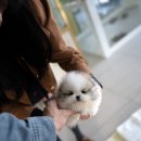 퍼피데일리 이미지