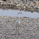 대백로 [大白鷺, Great Egret (Ardea alba)] 이미지