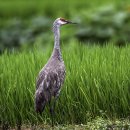 캐나다 두루미(Sandhill Crane) 이미지