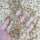 무안곤충농장 | [레오파드게코 도마뱀] 무안곤충농장 후기 / 밀웜급여 팁