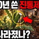 2,000년 동안 사용되었지만 10년 만에 사라진 진통제, 그들이 당신에게 알리고 싶어 하지 않는 것 이미지
