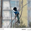 까치 PC | 슈퍼 줌 렌즈 탐론 28-200mm 망원 촬영한 첫 탐조 새 사진