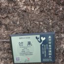 여명인쇄 - 중구 마른내로10길 29 | [대만 타이중 여행] 국립만화박물관에서 나무 구경하기