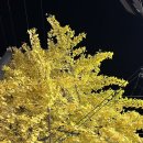 바네베이커리 | [결혼준비6탄] 송도 호텔 프로포즈 후기💍 티파니앤코 밀그레인,다이아 반지 & 바네스타·케크케크 맛집...