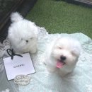 글로리 폭스 꼬똥 이미지