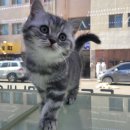 야옹아 놀자 경주점 이미지