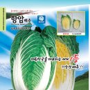 2015년 김장(항암배추,청운무,서호골드무,갓)씨앗/종자 공동구매 이미지