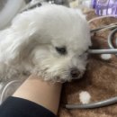 VIP동물의료센터 동대문점 이미지