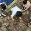 삼봉초교 이미지