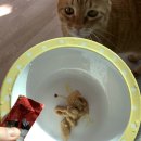 야미츄 | 뷰카펫 야미츄 참치버라이어티 , 냥이들이 좋아하는 츄르 후기