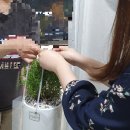 로즈마리 화원 이미지