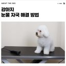 개님살롱 레이크사이드 이미지