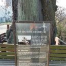 회화나무전통밥집 이미지