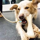 다대동물병원 이미지