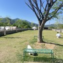 부산근교 애견동반캠핑 청도 벨캠핑장 예약방법 16번사이트 내돈내산후기