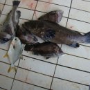 금이 낚시터 이미지