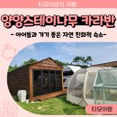 양양 스테이나무 이미지