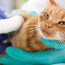 대공원 동물병원 이미지