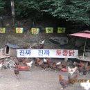 서울 근교 진짜 토종닭 파는곳(일산 의정부 구파발 인근) 이미지