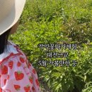 도연농장 네이버블로그