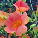 선암1리 이미지