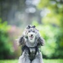 애견시선 이미지