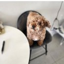 몽구리DOG 이미지