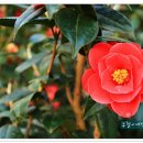 카멜리아힐 이미지