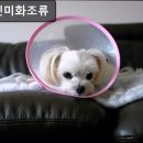 미화조류