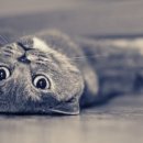 고양이집 이미지