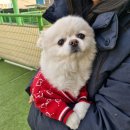 공감애견학교 이미지