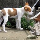 개라다이스 이미지