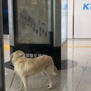 제 블로그도 심폐소생술이 될까요
