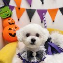 하이슈슈 이미지