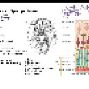 4월_20일(월):(신경해부학강의) 간뇌 Diencephalon 4부 이미지