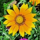 가자니아 이미지