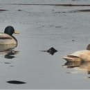 청둥오리 이미지