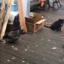 꽃보다닭 네이버블로그