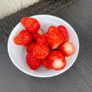 일산농원 | 일산농원 딸기 따기 평일 체험 후기