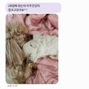 소앤소동물병원(출장전문) | 말티즈교배출장 의 모든 노하우를 담아