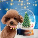 다올 그루밍 이미지