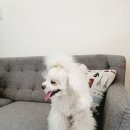 스타덤 펫살롱 이미지