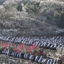 청매실농원 이미지