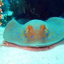 바다 FISH 이미지