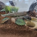[아이와 영어 대화] 장수풍뎅이(rhinoceros beetle) 채집과 키우기