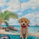 펫 살롱 파밀리에 이미지