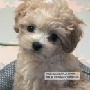 주흥길 64-17 | 믹스견 믹스견종류 디어룸에서만 만나볼 수 있는 라인업